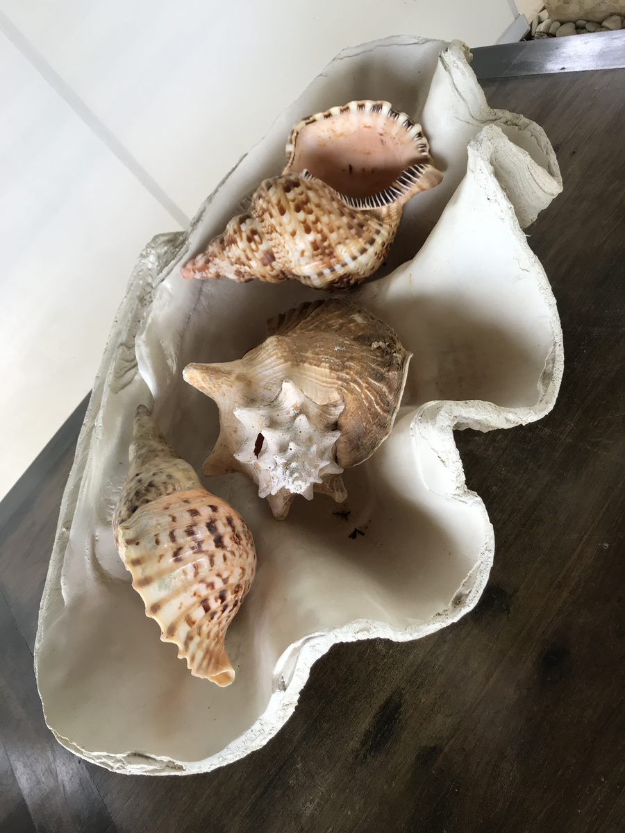 Seashells arranged inside a large shell on a wooden table