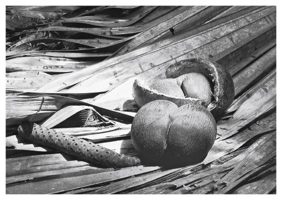Angelika Fischer’s black-and-white photograph of coco de mer nuts, one split open, lying among dry palm fronds.