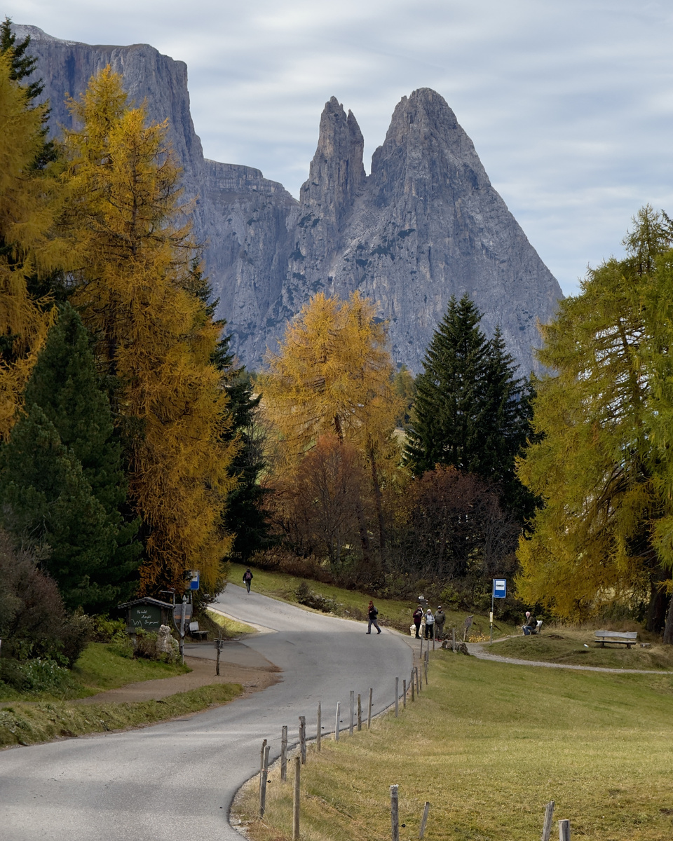 A winding lane passes golden larches beneath pale Dolomite rock towers.