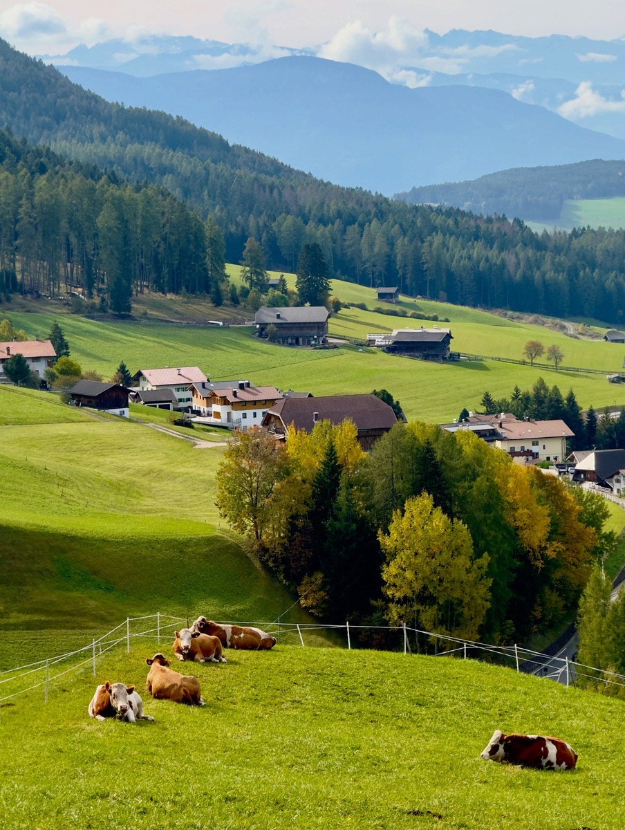 Cows rest in a green meadow above farmhouses and wooded hills in South Tyrol.