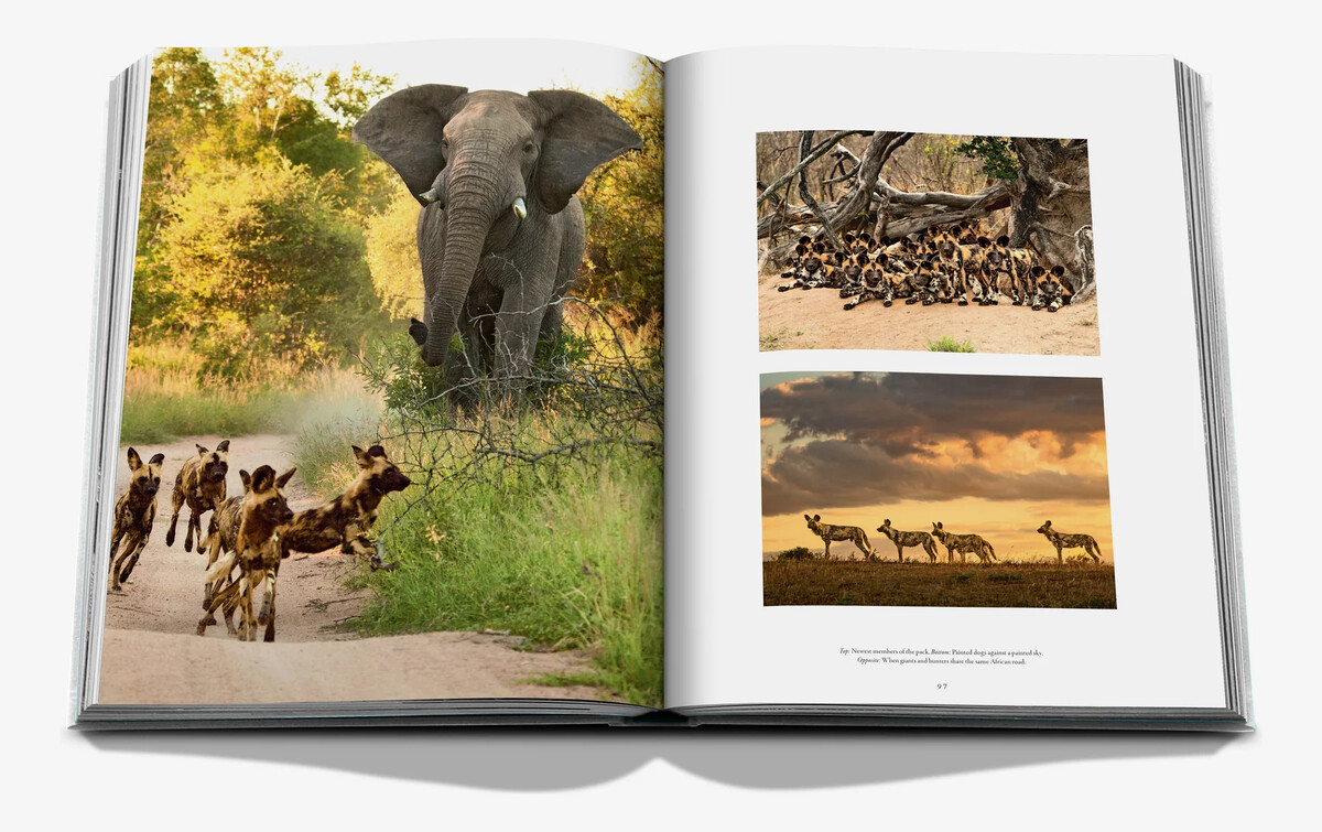 An open spread showing an elephant, a pack of wild dogs and antelope crossing a sunset landscape.