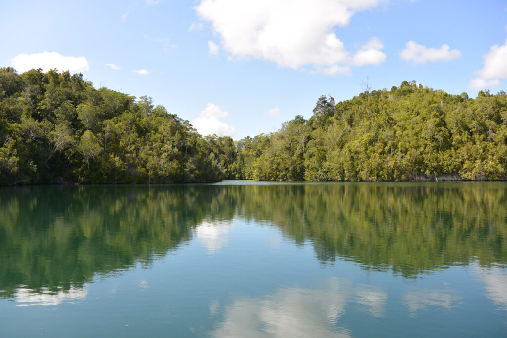 Forest and clouds reflected in the still water of Mariona jellyfish lake.