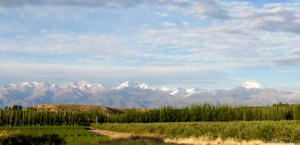 Vineyards and a line of tall trees below the snow-capped Andes in Mendoza.