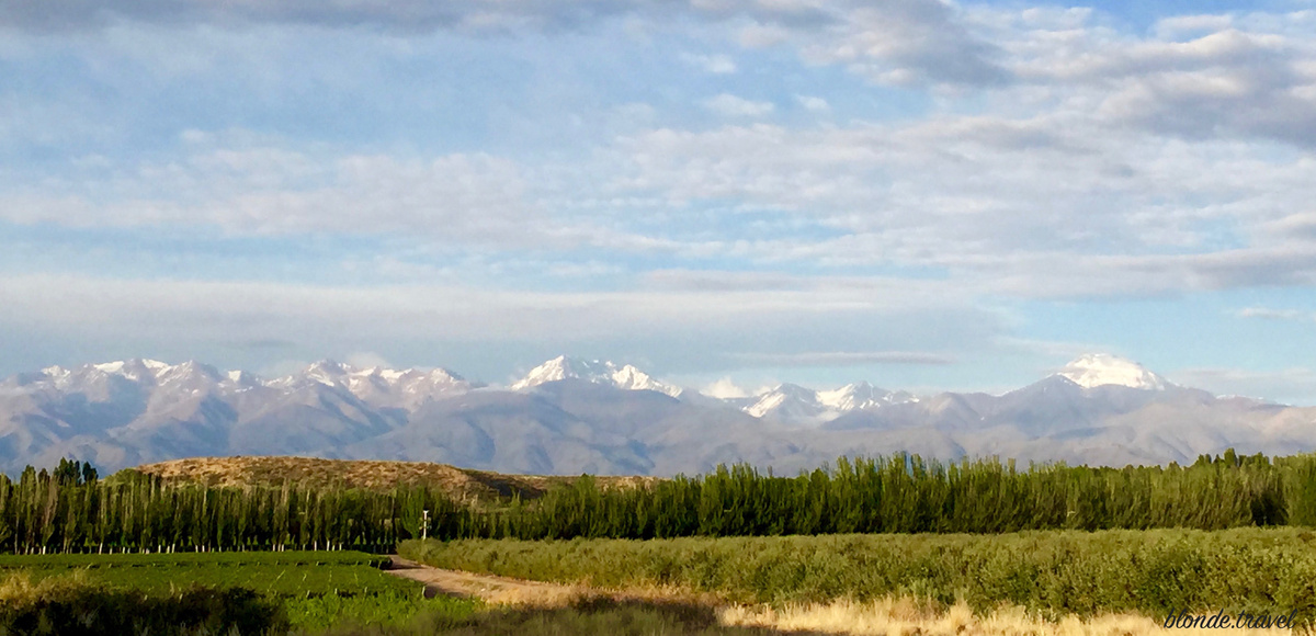 Vineyards and a line of tall trees below the snow-capped Andes in Mendoza.