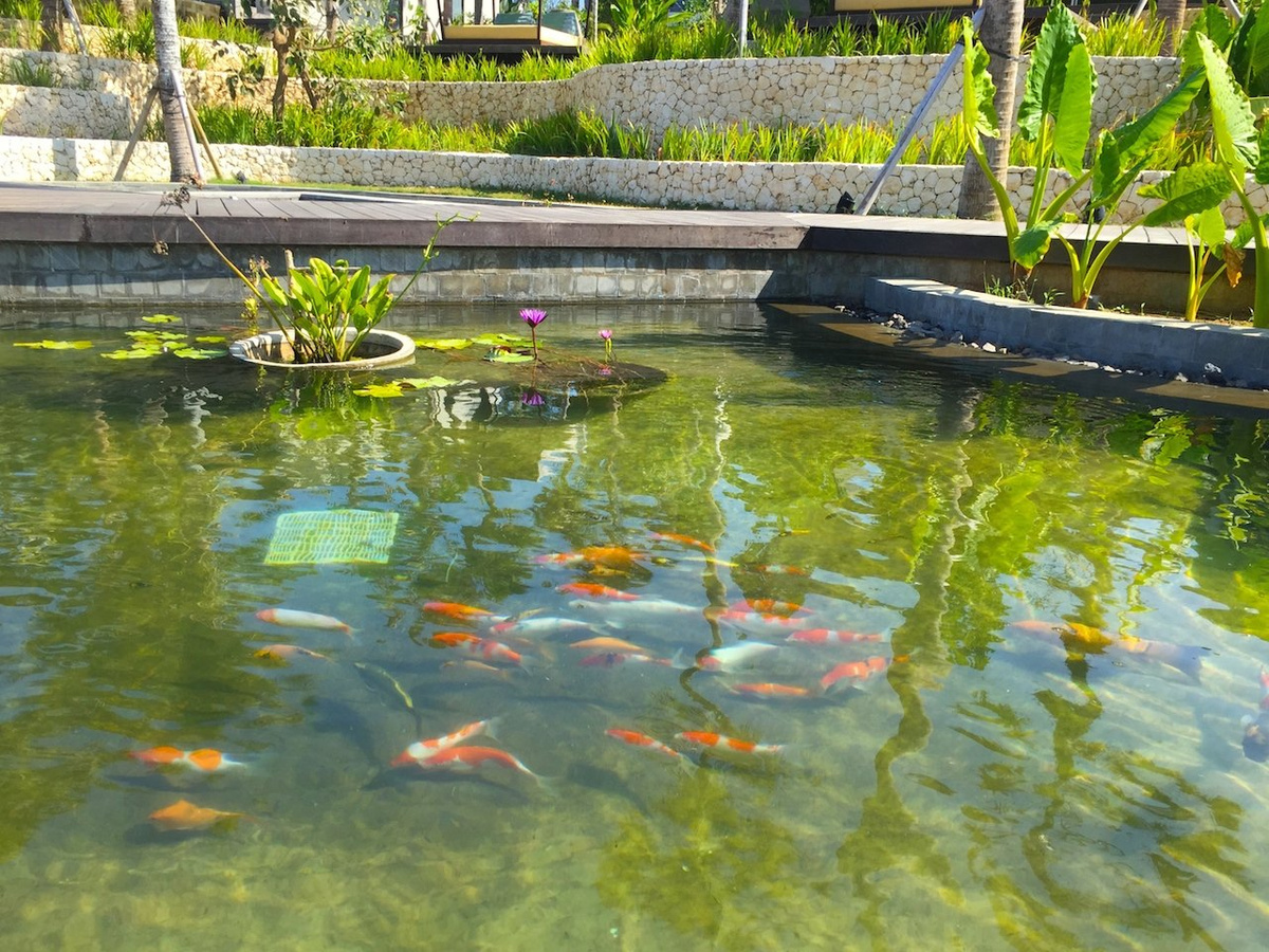 Koi swimming in a pond below stone terraces and tropical planting at The Ritz-Carlton, Bali