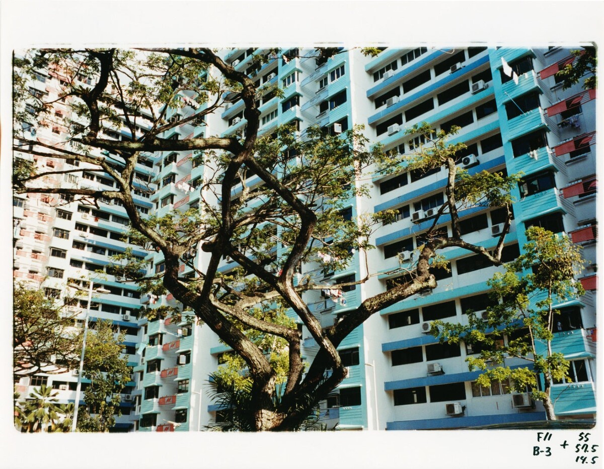 Min Hyunwoo’s photograph of a spreading tree in front of blue-and-white Singapore housing blocks, with its original border and handwritten markings.