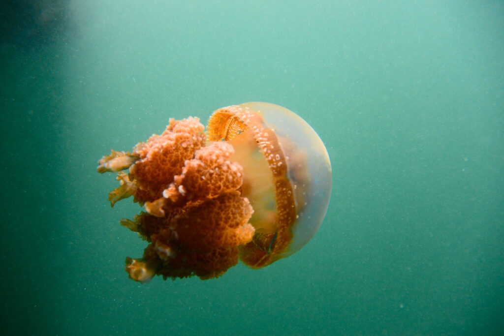 An orange jellyfish floating in the green water of the Togean Islands’ jellyfish lake.