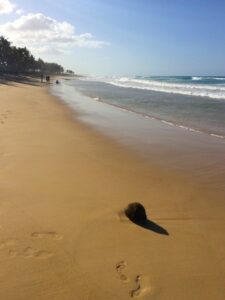 A coconut rests on wet sand at Playa Macao.
