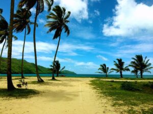 Coconut palms and sandy ground beside Playa Rincón.