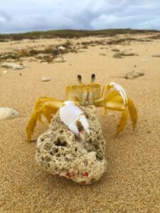 A yellow crab stands beside a pale piece of coral on the sand.
