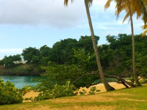 Palms and lawn overlook a sheltered bay at Playa Morón.