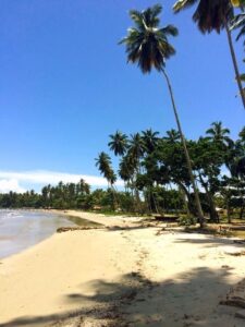Tall palms beside a wide sandy shore at Playa Las Ballenas.