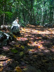 A leaf-covered path winds through the forest at Indigenous Eyes.