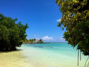 Shallow seawater and a palm-lined shore beyond Indigenous Eyes.