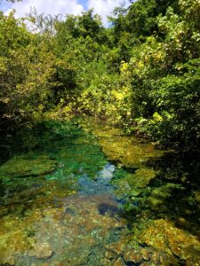 Green vegetation reflected in a clear freshwater lagoon at Indigenous Eyes.