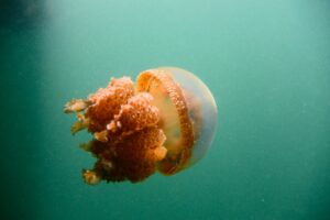 A jellyfish suspended in the green water of the Togian lake.