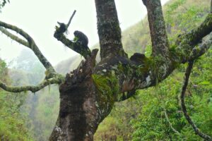Moss-covered branches on the climb up Mount Rinjani.