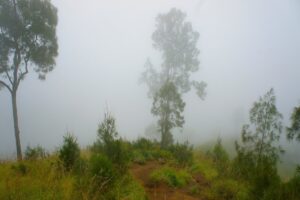 A narrow mountain path among trees in mist on Rinjani.