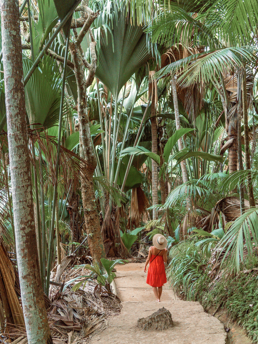 Olga in a red dress walking beneath tall palms in Vallée de Mai, Praslin.