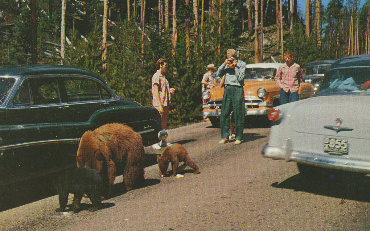 A bear and two cubs on a road among 1950s cars while visitors stand close by, one taking a photograph.