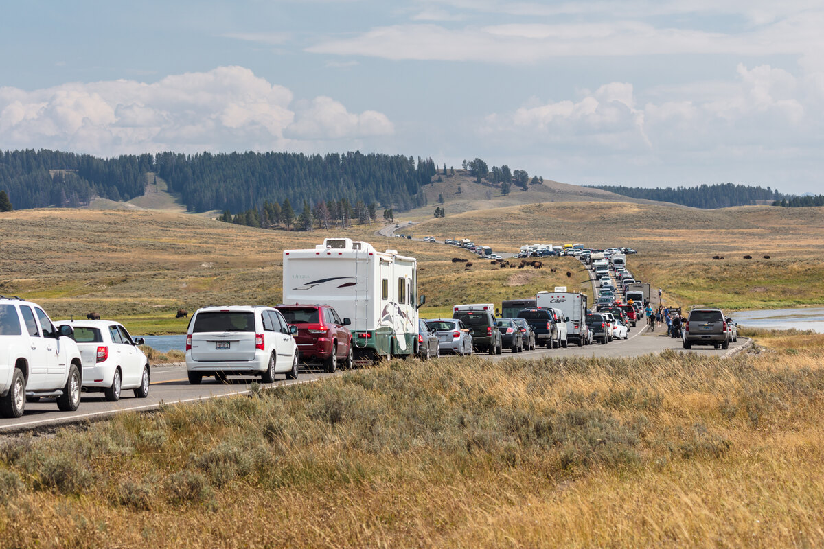 A long line of cars, pickups and a motorhome stopped on a road through an open valley, with bison in the distance.