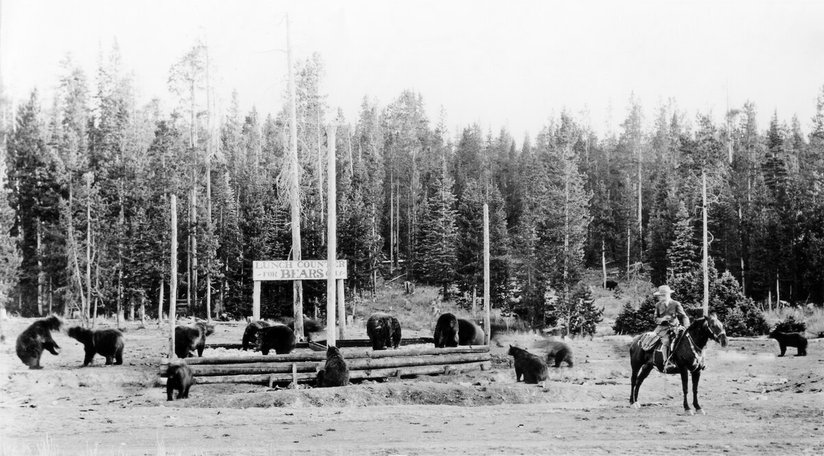 Black bears gather around a log feeding platform under a sign reading Lunch Counter for Bears, while a ranger on horseback watches.