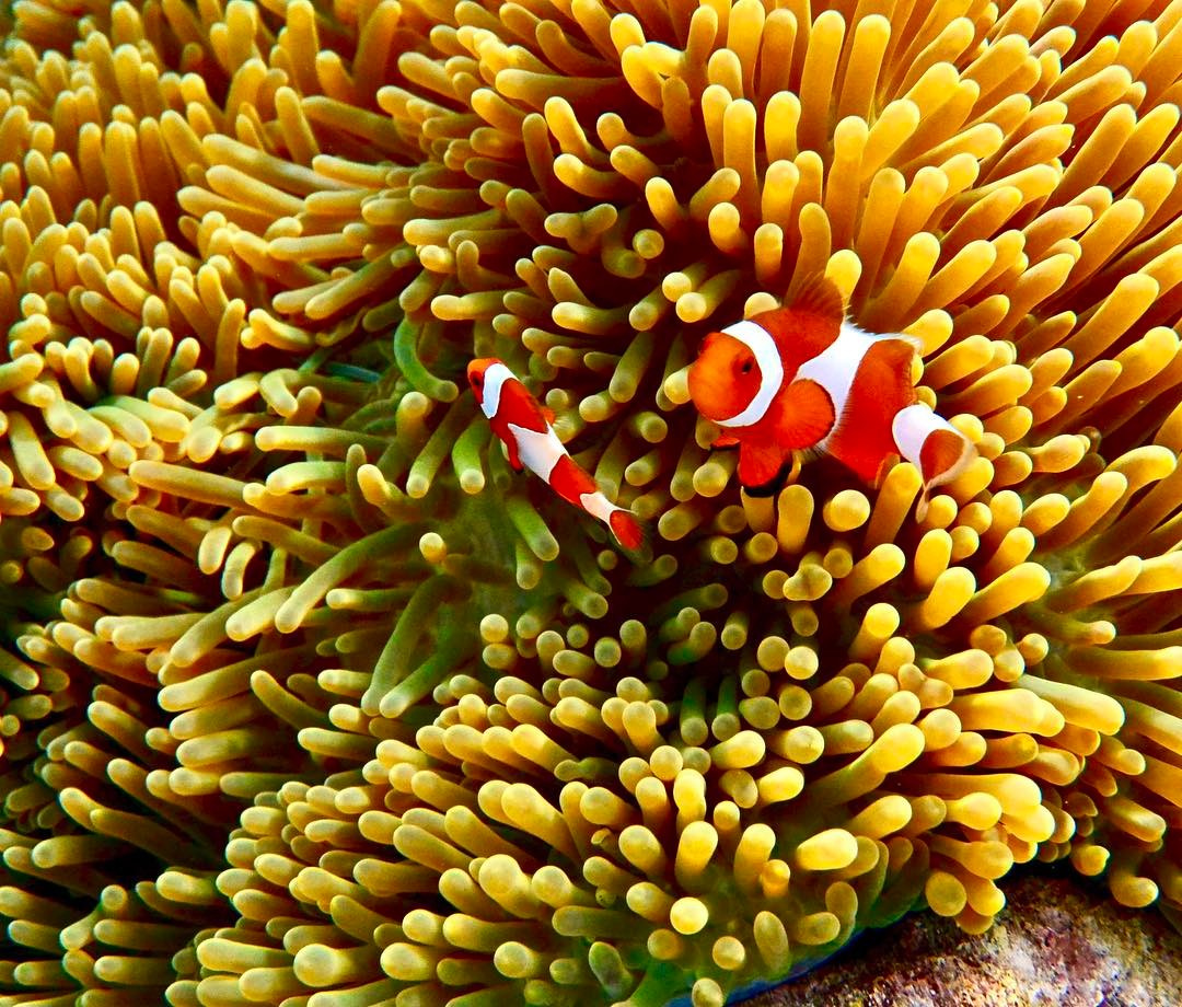 Two clownfish among the golden tentacles of a sea anemone on a Raja Ampat reef.