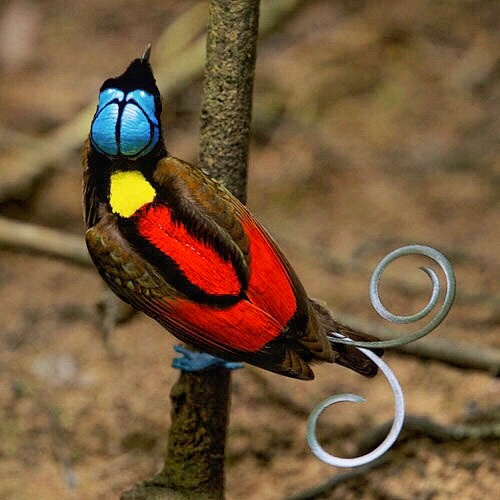 A male Wilson’s bird-of-paradise with a turquoise crown, scarlet back and curled tail wires, clinging to a thin sapling.