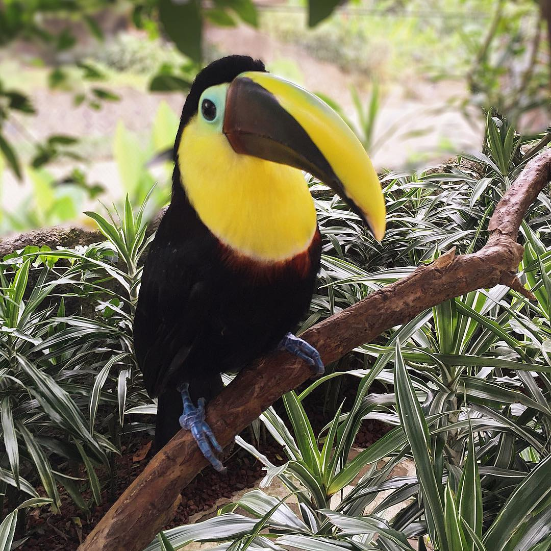 A yellow-throated toucan perched on a branch among green tropical leaves near Poás.
