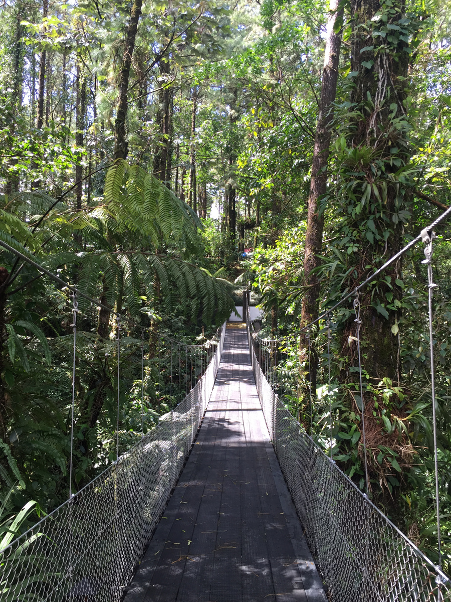 A suspension bridge crossing dense forest at Arenal Observatory Lodge.
