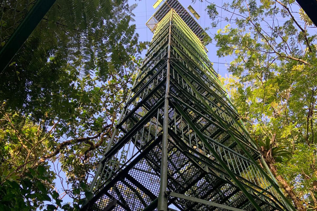 The Nest observation tower rising through the forest canopy.