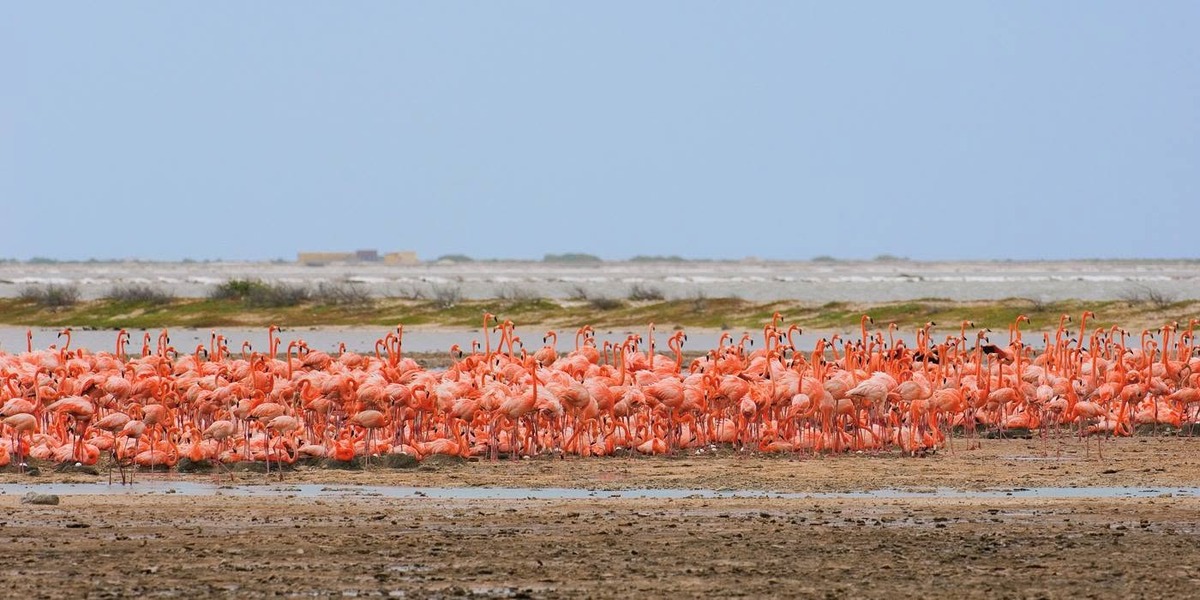 A panoramic photograph of a flamingo colony in shallow water beneath a pale blue sky, with salt flats and low scrub behind.