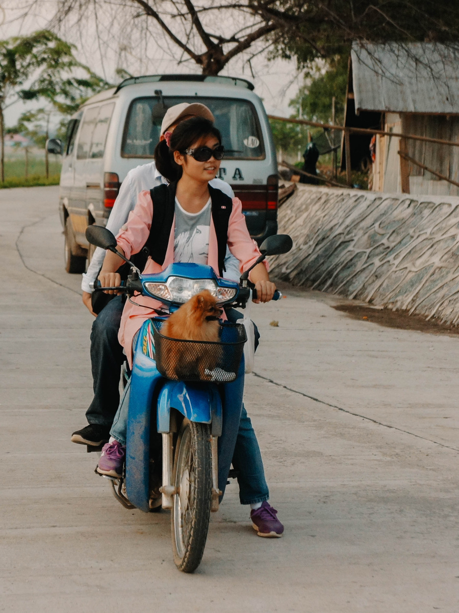 A woman rides a blue motorbike with a small dog in its front basket and a passenger behind her.