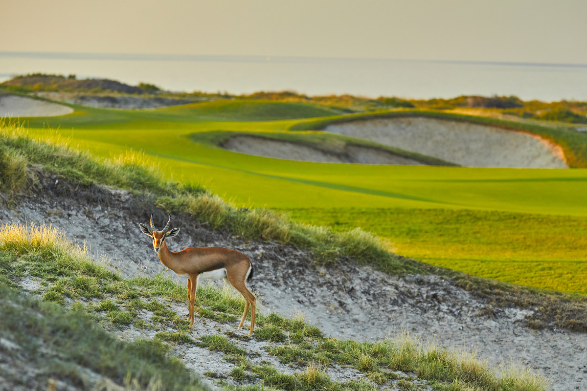 A gazelle stands on a sandy dune beside Saadiyat Beach Golf Club, with a green, bunkers and the sea behind it.