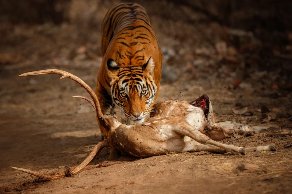 A tiger looks towards the camera over a spotted deer carcass on the forest floor.
