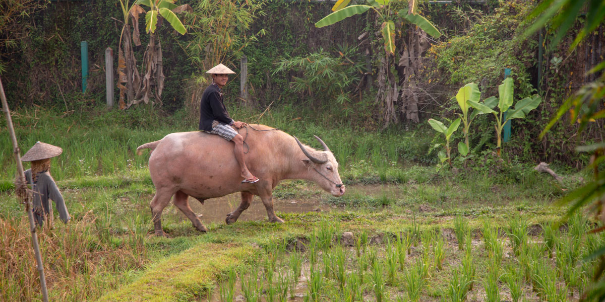 A farmer rides a water buffalo along a rice paddy at the Living Land Farm in Laos.
