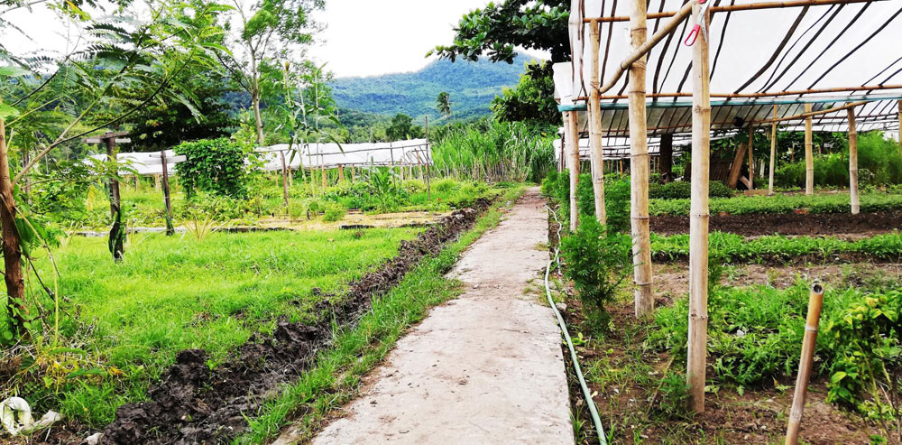 A path between vegetable beds and bamboo-framed growing shelters at the Living Land Farm.