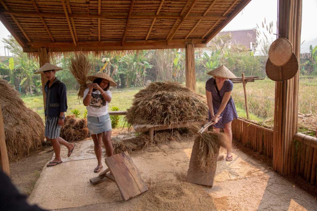 Visitors beat bundles of dried rice against wooden boards beneath a thatched shelter.