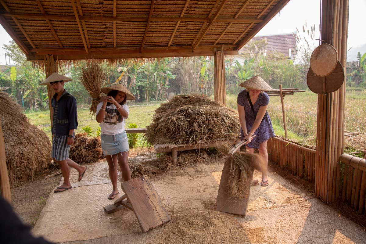 Visitors beat bundles of dried rice against wooden boards beneath a thatched shelter.