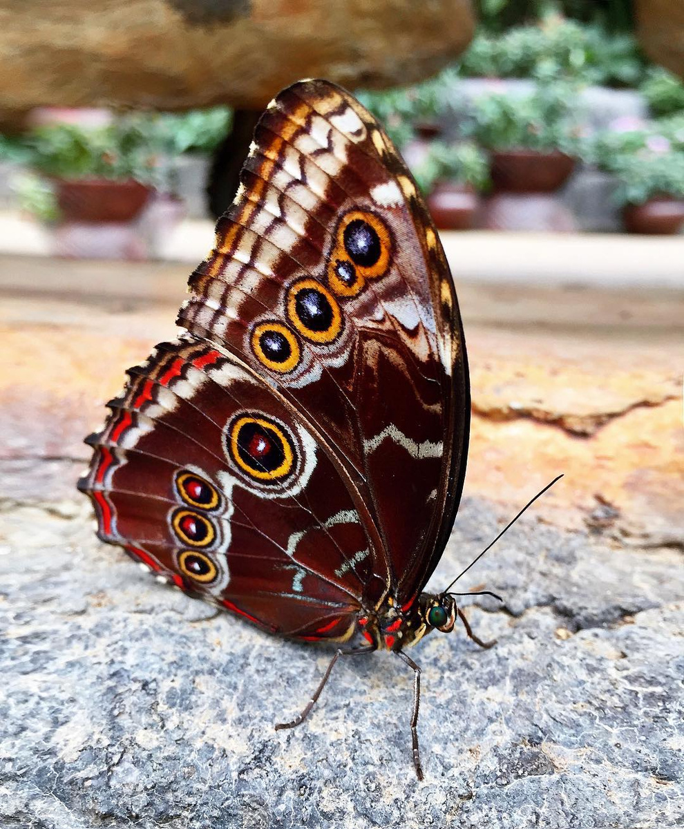 A brown butterfly with eye-like wing markings resting on a stone surface