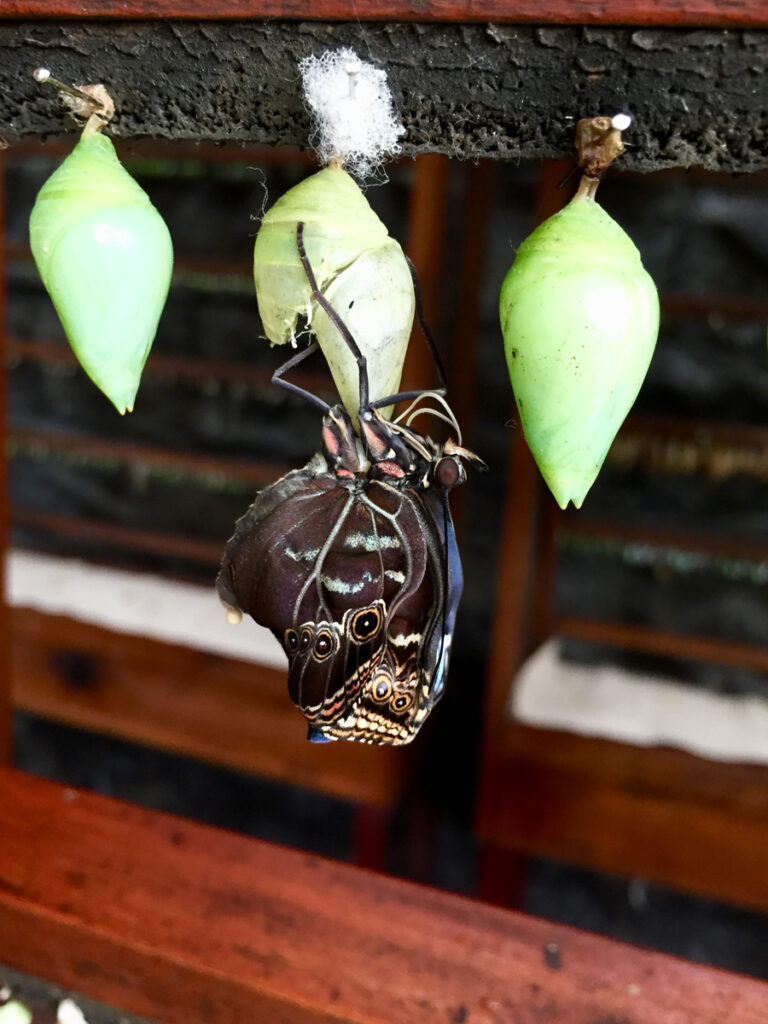 Green chrysalises and a newly emerged butterfly hanging from a display strip in the breeding laboratory