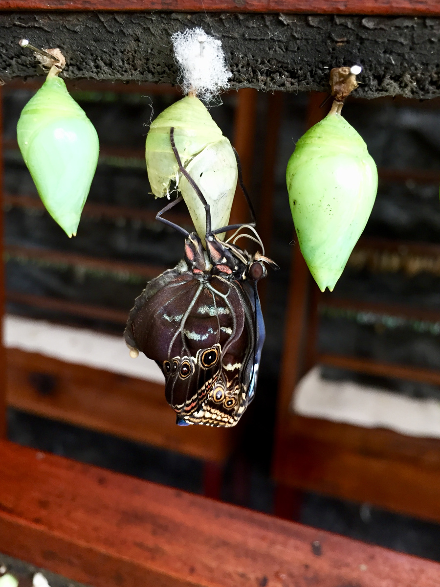 Green chrysalises and a newly emerged butterfly hanging from a display strip in the breeding laboratory