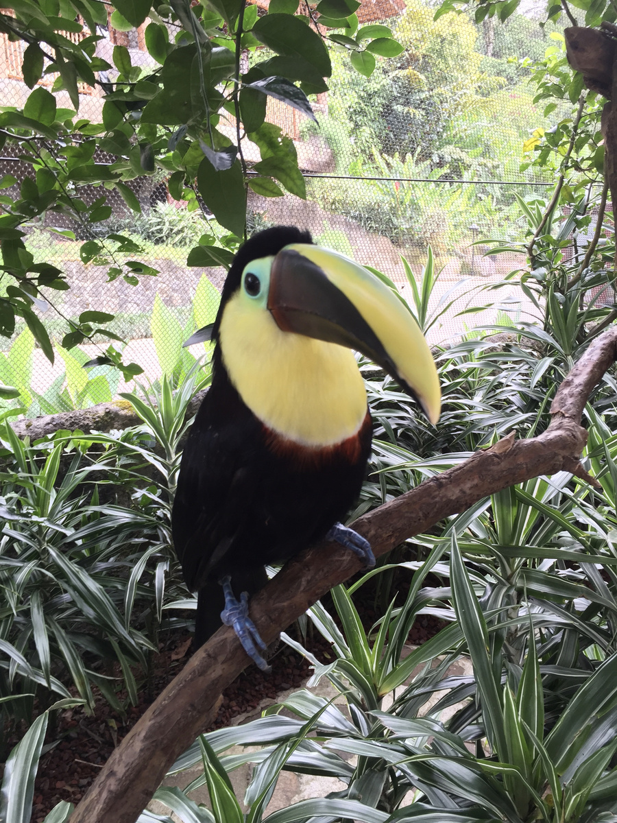 A black-and-yellow toucan perched on a branch in the La Paz aviary