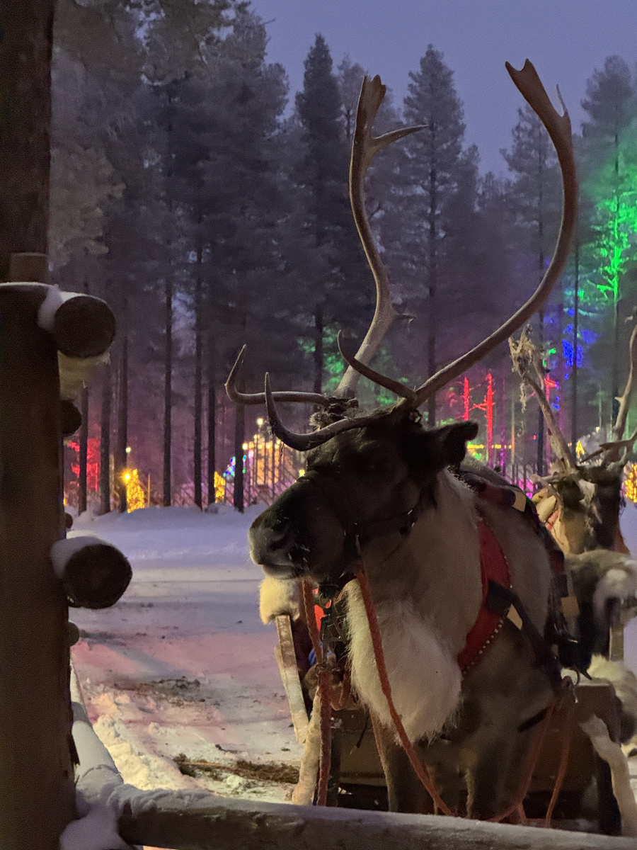 Harnessed reindeer beside a wooden fence, with snow-covered trees lit in several colours behind them.
